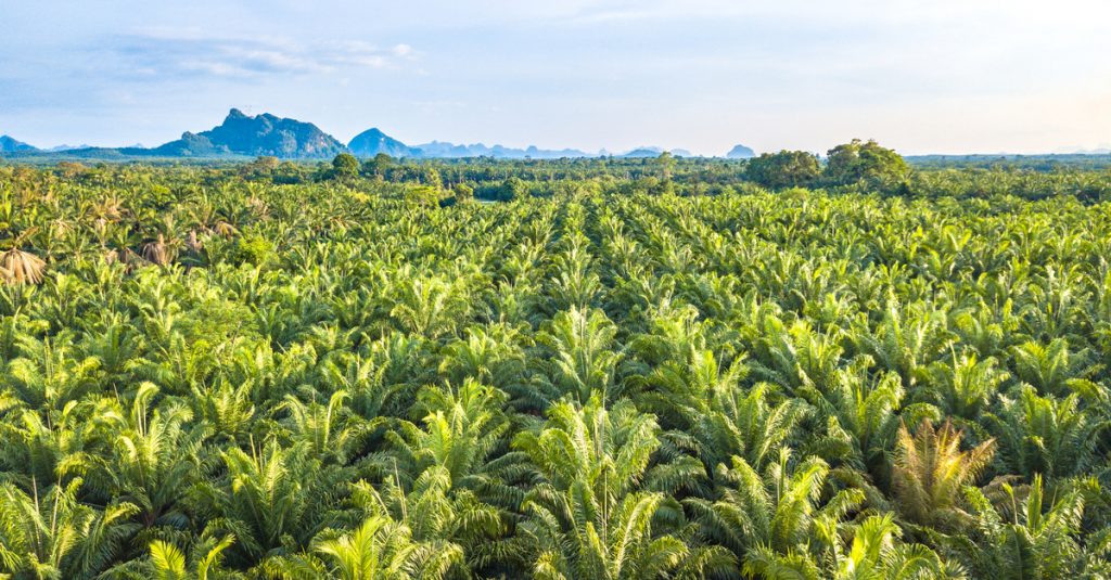 CAMEROON: "Camvert" palm grove project offers environmental guarantees ©apiguide/Shutterstock