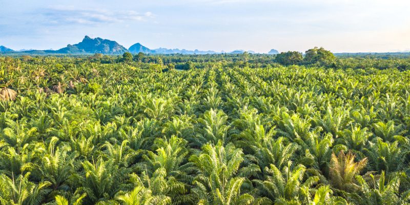 CAMEROON: "Camvert" palm grove project offers environmental guarantees ©apiguide/Shutterstock