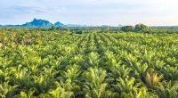 CAMEROUN : le projet de palmeraie « Camvert » offre des garanties environnementales ©apiguide/Shutterstock
