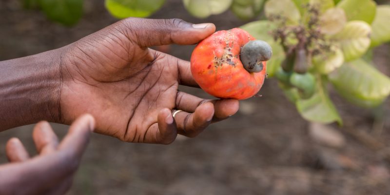 BENIN: Fludor recycles cashew waste, thereby preserving the environment ©Salvador Aznar/Shutterstock