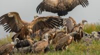 KENYA: 18 vultures die from poisoning in Laikipia©Dagmara Ksandrova / Shutterstock