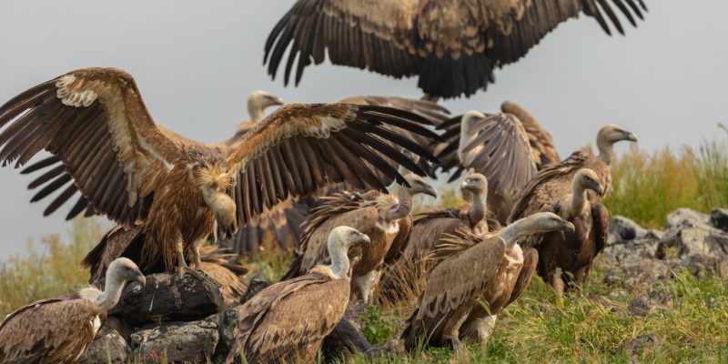 KENYA : 18 vautours meurent empoisonnés à Laikipia, KWS mène l’enquête©Dagmara Ksandrova / Shutterstock