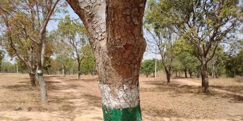 KENYA : l’État réitère son ambition de planter 1,8 milliard d’arbres d’ici à 2022 ©Abdullahi/Shutterstock