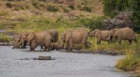 ZIMBABWE : réhabiliter le barrage de Bulilima pour réduire le conflit homme-faune©WildSnap/Shutterstock
