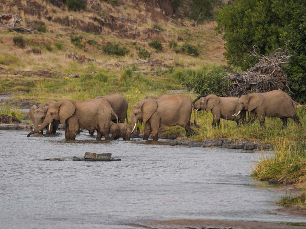 ZIMBABWE : réhabiliter le barrage de Bulilima pour réduire le conflit homme-faune©WildSnap/Shutterstock