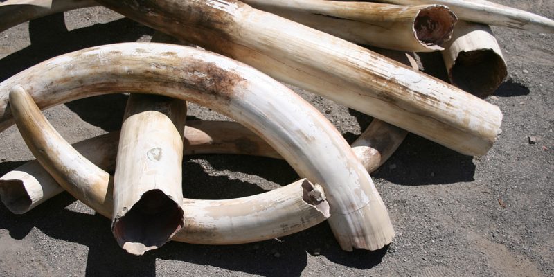 CAMEROUN : trois trafiquants ont été interpelés avec deux pointes d’ivoire à Douala©Joe Mercier / Shutterstock