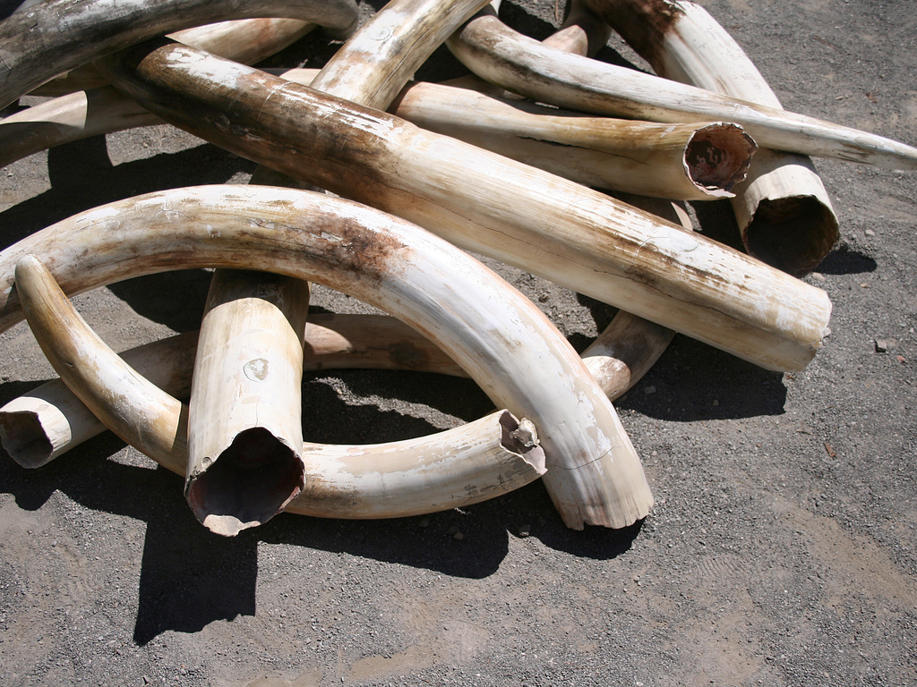 CAMEROUN : trois trafiquants ont été interpelés avec deux pointes d’ivoire à Douala©Joe Mercier / Shutterstock