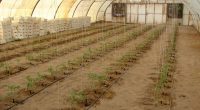 TUNISIA: "Underground diffuser", innovation that saves 100% of irrigated water©Chahtech SA