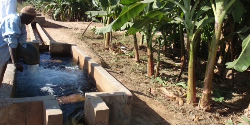 UGANDA: US$169.2 million from IDA for irrigation in response to climate emergency©BOULENGER Xavier/Shutterstock
