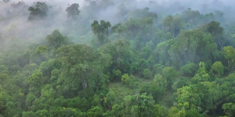 KENYA: $1.5 million EU grant for Maragoli Forest conservation©CherylRamalho/Shutterstock