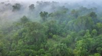 KENYA : une subvention de 1,5 M$ de l’UE pour la conservation de la forêt de Maragoli ©CherylRamalho/Shutterstock