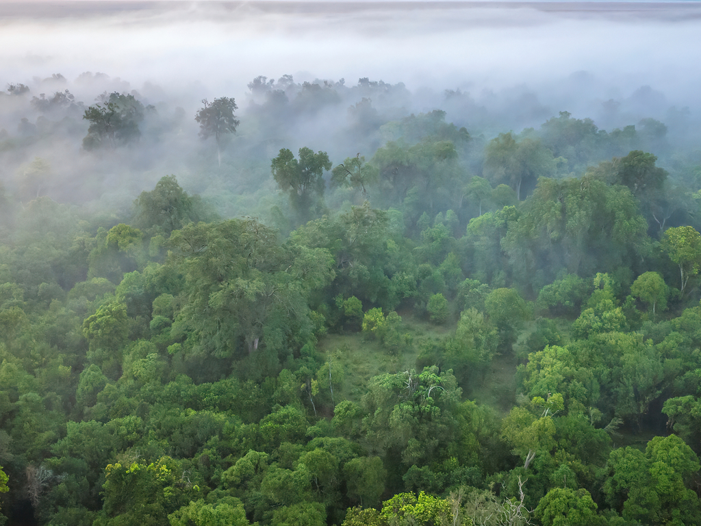KENYA : une subvention de 1,5 M$ de l’UE pour la conservation de la forêt de Maragoli ©CherylRamalho/Shutterstock