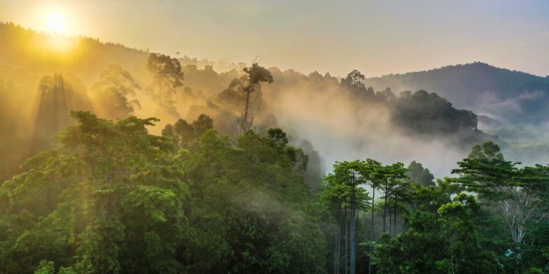 CONGO BRAZZA : péril sur le projet de création de l’aire protégée de Messok-Dja©BorneoRimbawan/Shutterstock