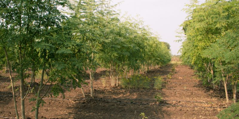 BURKINA FASO: Agroforestry to empower the people of Réo ©Alchemist from India/Shutterstock