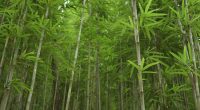 RWANDA : une usine de fabrication de papier toilette à partir du bambou est en projet©Atcharaporn daisai/Shutterstock