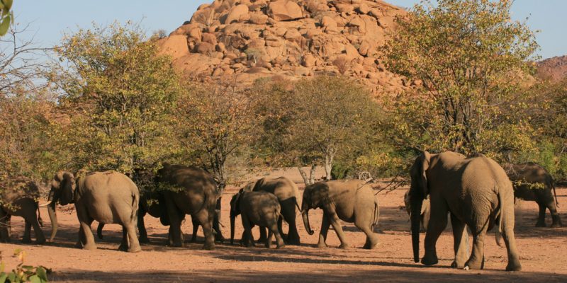 NAMIBIA: Government allocates US$12 million for wildlife management©Casper and Cindy / Shutterstock