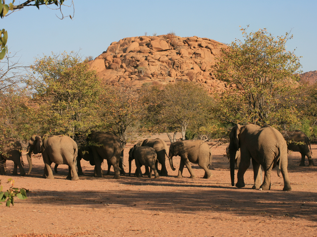 NAMIBIE : le gouvernement alloue 12 M$ dans la gestion de la faune et de la flore©Casper and Cindy / Shutterstock