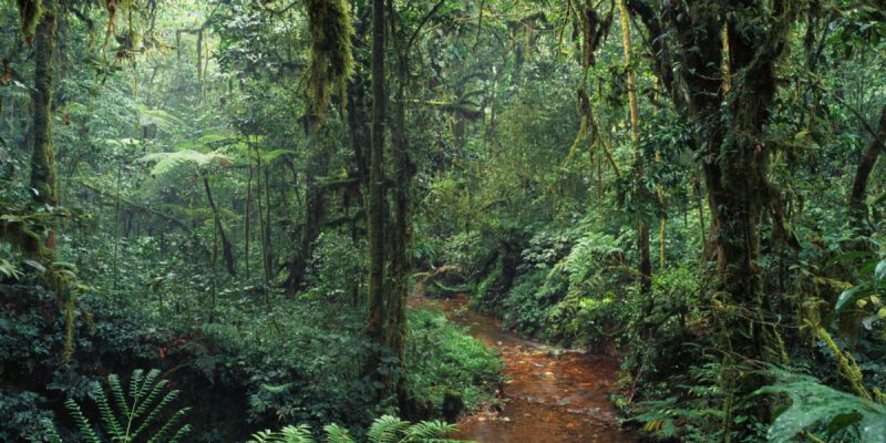 CAMEROON: Africa’s 4th biodiversity reserve calls for eco-citizenship©Ivanov Gleb/Shutterstock