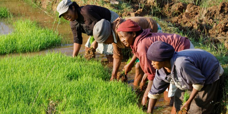 AFRICA: GEF strengthens sustainable food systems in nine African countries©Pierre Jean Durieu/Shutterstock