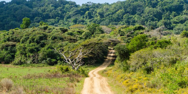 KENYA : Time rachète deux parcelles de forêt pour en préserver la biodiversité©Codegoni Daniele/Shutterstock