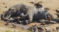 ETHIOPIA: Poachers kill six elephants near Mago National Park©Martina Wendt/Shutterstock
