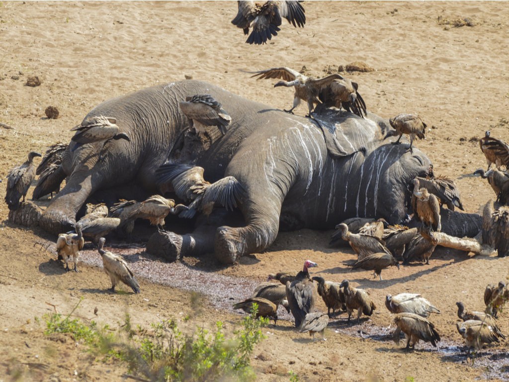 ETHIOPIA: Poachers kill six elephants near Mago National Park©Martina Wendt/Shutterstock