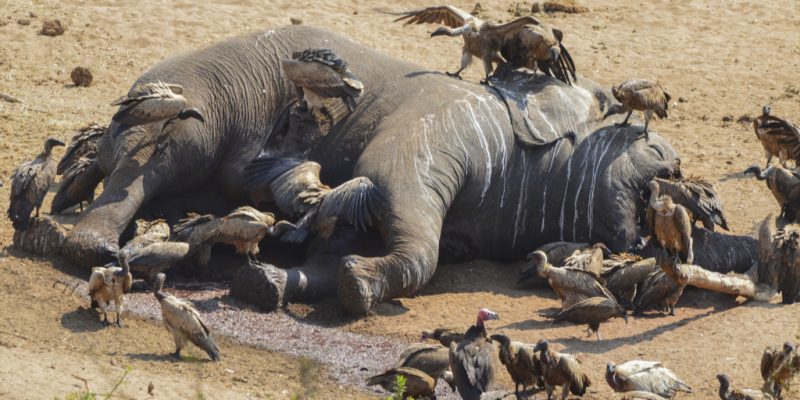 ÉTHIOPIE : les braconniers abattent six éléphants près du parc national de Mago ©Martina Wendt/Shutterstock