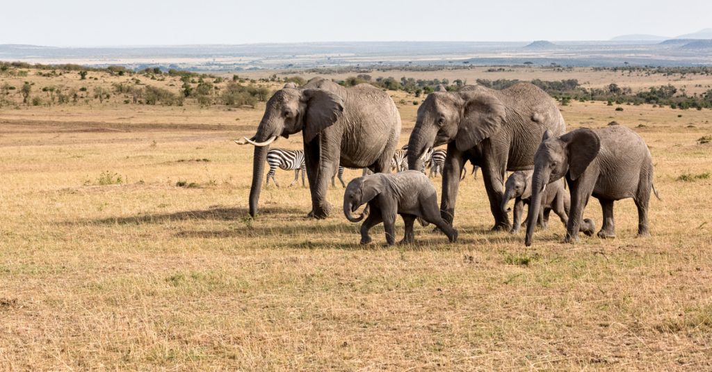 MALI : l’État adopte le projet d’extension de la réserve d’éléphants du Gourma©Tykhanskyi Viacheslav/Shutterstock