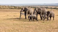 MALI : l’État adopte le projet d’extension de la réserve d’éléphants du Gourma©Tykhanskyi Viacheslav/Shutterstock
