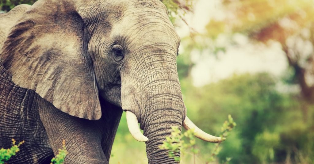 AFRIQUE : consultation mondiale en vue du « New Big 5 » des animaux terrestres ©Anna Om/Shutterstock