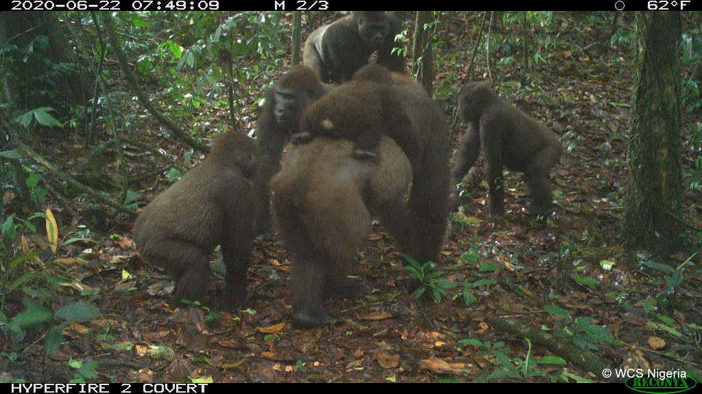 NIGERIA: First photograph of world's rarest gorilla©stephen sautner (WCS - Communications)