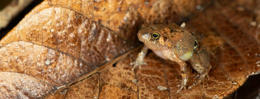 MADAGASCAR: Mark Scherz discovers new species of diamond frog on the island©Mark Scherz