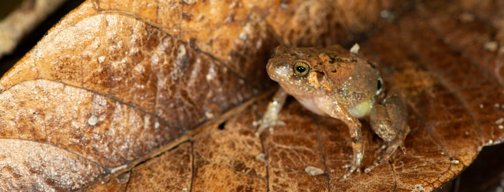 MADAGASCAR : Mark Scherz découvre une nouvelle espèce de grenouille diamant sur l’île©Mark Scherz