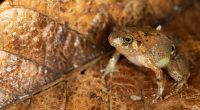 MADAGASCAR : Mark Scherz découvre une nouvelle espèce de grenouille diamant sur l’île©Mark Scherz