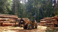 CAMEROUN : le gouvernement approuve l’exploitation industrielle de la forêt d’Ebo©Tarcisio Schnaider/Shutterstock