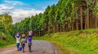 KENYA : Komaza lève 28 M$ pour développer ses plantations forestières©Jen Watson/Shutterstock
