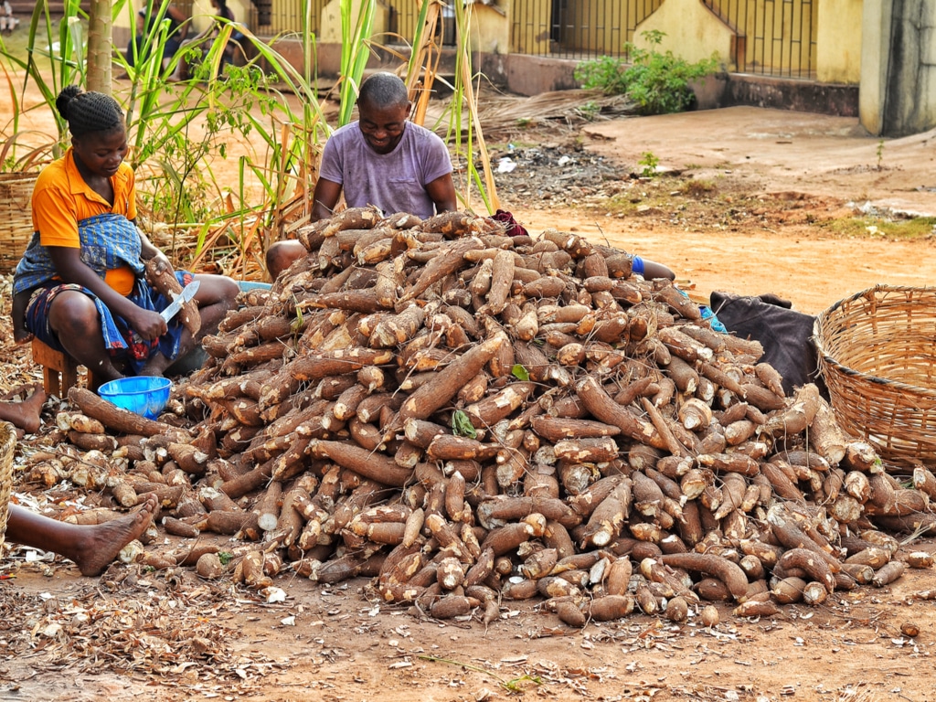 NIGÉRIA : un consortium va transformer les pelures de manioc en électricité©Agbebiyi Adekunle Sunday/Shutterstock