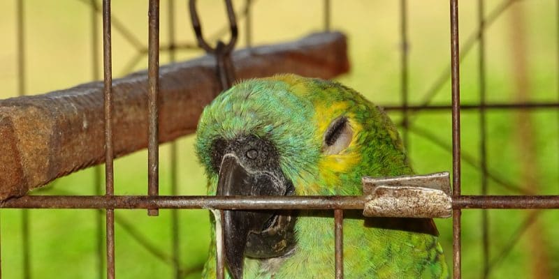 MAROC : démantèlement d’un réseau de 28 trafiquants d’oiseaux sauvages©Marcos Cesar Campis/Shutterstock