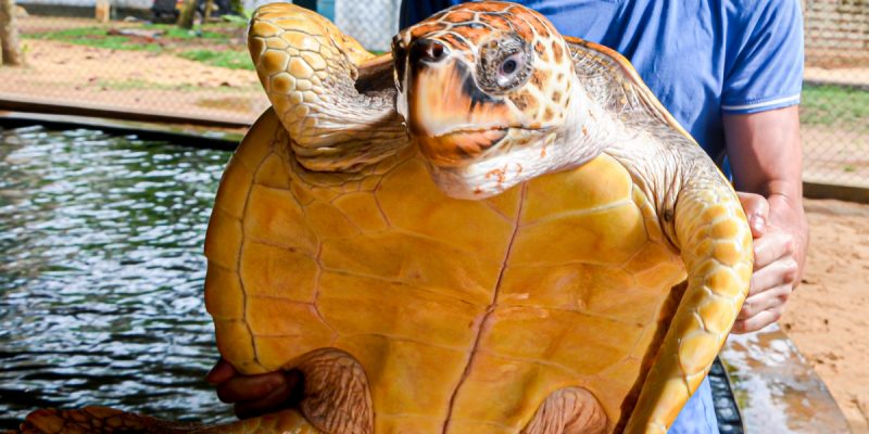 TUNISIA: Monastir comdemns illegal trafficking in sea turtles©ValeriiaES/Shutterstock