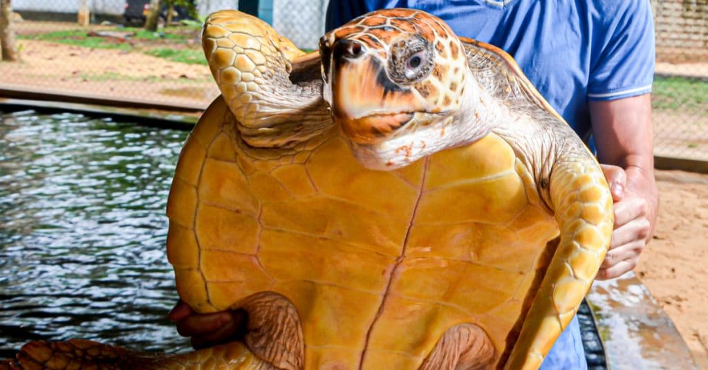 TUNISIE : Monastir adopte une sanction contre le trafic illégal des tortues marines©ValeriiaES/Shutterstock