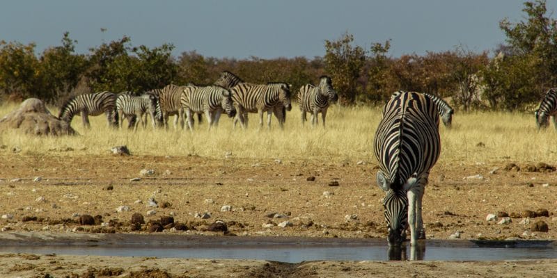 AFRIQUE : Berlin va allouer 15 M$ à la protection de la biodiversité©Toni Aules/Shutterstock