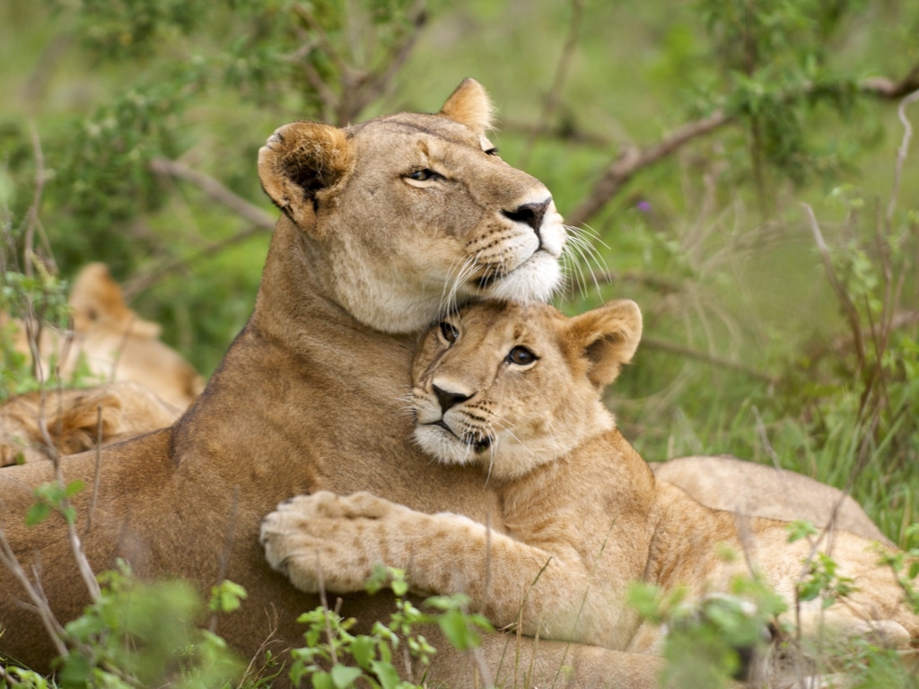 KENYA : KWS implante des contraceptifs chez des lionnes pour protéger les rhinocéros©Arturo de Frias/Shutterstock