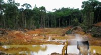 CAMEROUN : Greenpeace dénonce le financement accordé au projet agroindustriel Sudcam©kakteen/Shutterstock