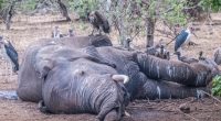 BOTSWANA: Investigation on mysterious death of more than 350 elephants lags ©senee sriyota / Shutterstock