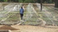 NIGER : un start-uppeur lance un système d’irrigation à distance alimenté au solaire ©Tech-Innov