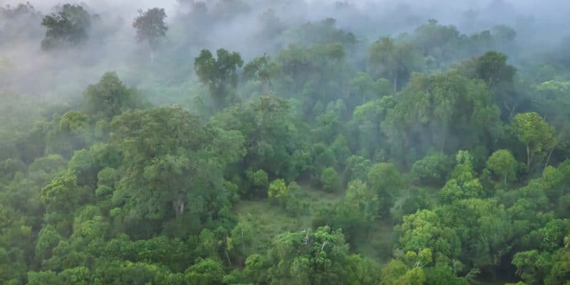 KENYA : le gouvernement réhabilite la forêt Mau et plante 1,4 million d’arbres©CherylRamalho/Shutterstock