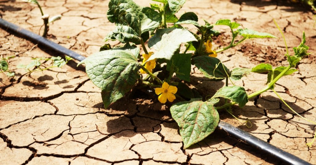 TOGO: Government to distribute 15,000 irrigation kits to farmers ©Adriana Mahdalova/Shutterstock