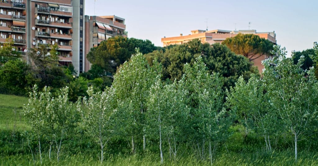 SÉNÉGAL : les projets immobiliers seront soumis à l’obligation de planter des arbres©Daniele COSSU/Shutterstock