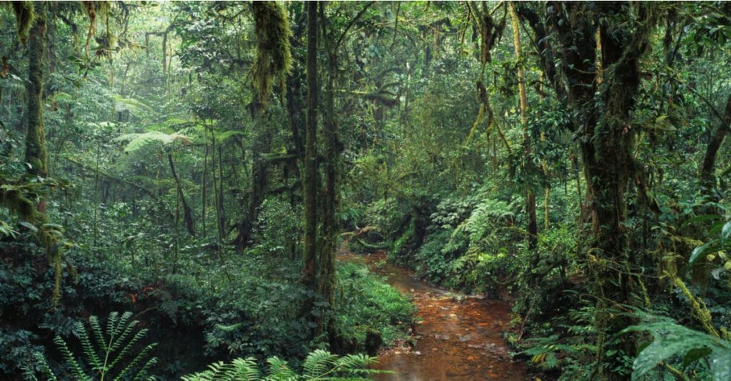 CAMEROON: Ebo rainforest logging project cancelled©Ivanov Gleb/Shutterstock