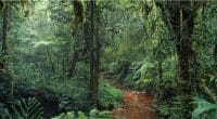 CAMEROON: Ebo rainforest logging project cancelled©Ivanov Gleb/Shutterstock